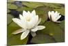 White Water Lily (Nymphaea Alba) in Flower, Scotland, UK, July. 2020Vision Book Plate-Mark Hamblin-Mounted Photographic Print