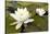 White Water Lily (Nymphaea Alba) in Flower, Scotland, UK, July. 2020Vision Book Plate-Mark Hamblin-Stretched Canvas