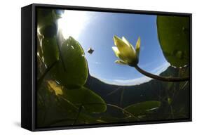 White Water Lily (Nymphea Alba) in Flower, Viewed from Below the Surface, Lake Skadar Np, Montengro-Radisics-Framed Stretched Canvas