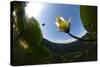 White Water Lily (Nymphea Alba) in Flower, Viewed from Below the Surface, Lake Skadar Np, Montengro-Radisics-Stretched Canvas