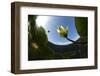 White Water Lily (Nymphea Alba) in Flower, Viewed from Below the Surface, Lake Skadar Np, Montengro-Radisics-Framed Photographic Print