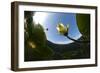 White Water Lily (Nymphea Alba) in Flower, Viewed from Below the Surface, Lake Skadar Np, Montengro-Radisics-Framed Photographic Print