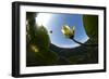 White Water Lily (Nymphea Alba) in Flower, Viewed from Below the Surface, Lake Skadar Np, Montengro-Radisics-Framed Photographic Print