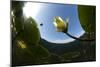 White Water Lily (Nymphea Alba) in Flower, Viewed from Below the Surface, Lake Skadar Np, Montengro-Radisics-Mounted Photographic Print