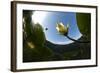 White Water Lily (Nymphea Alba) in Flower, Viewed from Below the Surface, Lake Skadar Np, Montengro-Radisics-Framed Photographic Print
