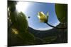 White Water Lily (Nymphea Alba) in Flower, Viewed from Below the Surface, Lake Skadar Np, Montengro-Radisics-Mounted Photographic Print