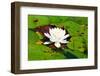 White Water Lily Surrounded by Lily Pads-Bill C-Framed Photographic Print