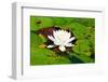 White Water Lily Surrounded by Lily Pads-Bill C-Framed Photographic Print