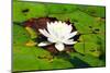 White Water Lily Surrounded by Lily Pads-Bill C-Mounted Photographic Print