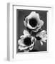 White Water Lily-null-Framed Premium Giclee Print