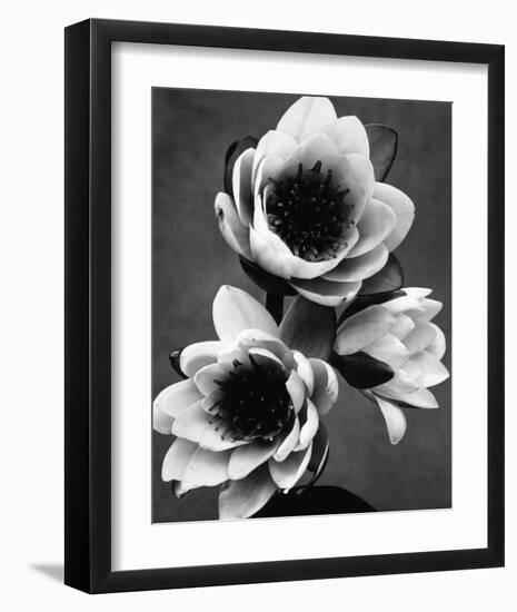 White Water Lily-null-Framed Premium Giclee Print