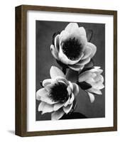 White Water Lily-null-Framed Premium Giclee Print