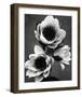 White Water Lily-null-Framed Premium Giclee Print