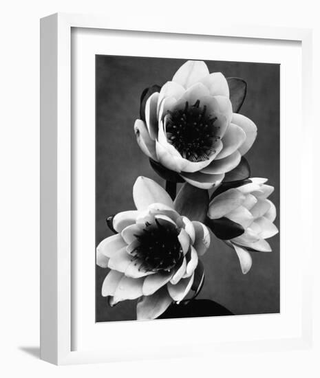 White Water Lily-null-Framed Premium Giclee Print