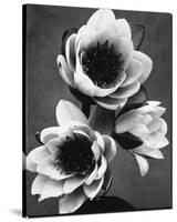 White Water Lily-null-Stretched Canvas