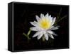 White Water Lily-Lynn M^ Stone-Framed Stretched Canvas