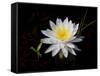 White Water Lily-Lynn M^ Stone-Framed Stretched Canvas