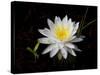 White Water Lily-Lynn M^ Stone-Stretched Canvas