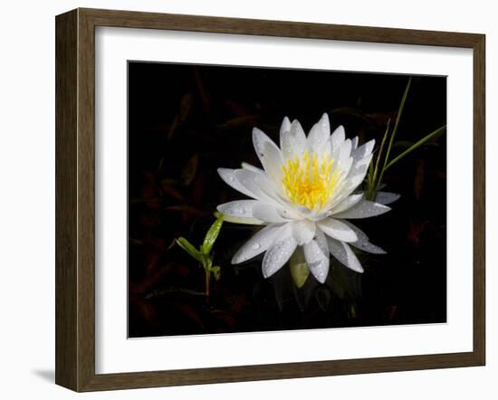 White Water Lily-Lynn M^ Stone-Framed Photographic Print