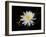 White Water Lily-Lynn M^ Stone-Framed Photographic Print