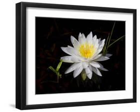 White Water Lily-Lynn M^ Stone-Framed Photographic Print