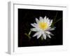 White Water Lily-Lynn M^ Stone-Framed Photographic Print