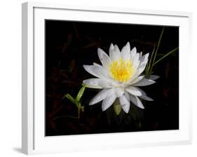 White Water Lily-Lynn M^ Stone-Framed Photographic Print