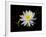 White Water Lily-Lynn M^ Stone-Framed Photographic Print