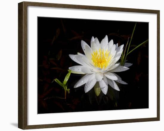 White Water Lily-Lynn M^ Stone-Framed Photographic Print