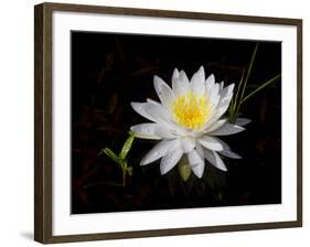 White Water Lily-Lynn M^ Stone-Framed Photographic Print