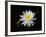 White Water Lily-Lynn M^ Stone-Framed Photographic Print