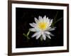 White Water Lily-Lynn M^ Stone-Framed Photographic Print