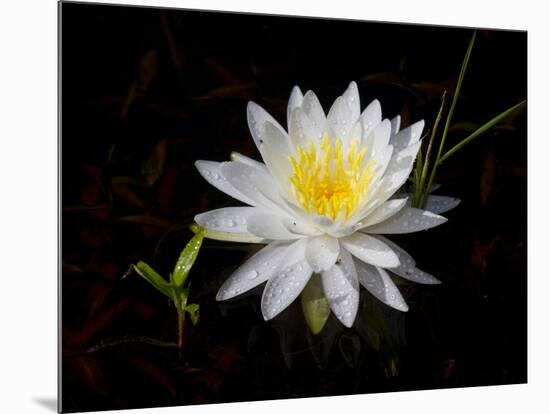 White Water Lily-Lynn M^ Stone-Mounted Photographic Print