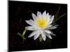 White Water Lily-Lynn M^ Stone-Mounted Photographic Print