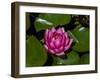 White water rose in botanical gardens-Michael Scheufler-Framed Photographic Print