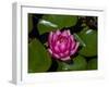 White water rose in botanical gardens-Michael Scheufler-Framed Photographic Print