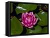 White water rose in botanical gardens-Michael Scheufler-Framed Stretched Canvas