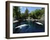 White Whale at the Aquarium, Vancouver, British Columbia, Canada-Alison Wright-Framed Photographic Print