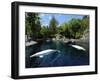 White Whale at the Aquarium, Vancouver, British Columbia, Canada-Alison Wright-Framed Photographic Print