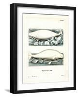 White Whale-null-Framed Giclee Print