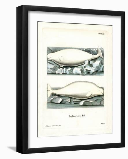 White Whale-null-Framed Giclee Print