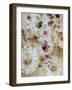 White Wild Daisies with Acre Flowers-Alaya Gadeh-Framed Photographic Print