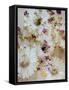 White Wild Daisies with Acre Flowers-Alaya Gadeh-Framed Stretched Canvas