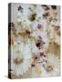 White Wild Daisies with Acre Flowers-Alaya Gadeh-Stretched Canvas