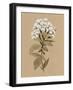 White Wildflower I-Annie Warren-Framed Art Print