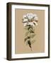 White Wildflower II-Annie Warren-Framed Art Print