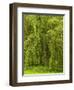 White Willow-K. Schlierbach-Framed Photographic Print