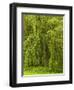 White Willow-K. Schlierbach-Framed Photographic Print