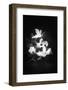 White Wind-Philippe Sainte-Laudy-Framed Photographic Print