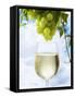 White Wine Dripping from Grapes into a Wine Glass-Paul Williams-Framed Stretched Canvas